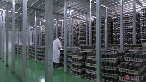 上海市靜安區助力云南廣南跑出產業振興 加速度